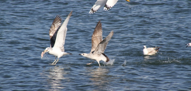 Beyşehir Gölü’nde kuşların “ekmek“ kavgası