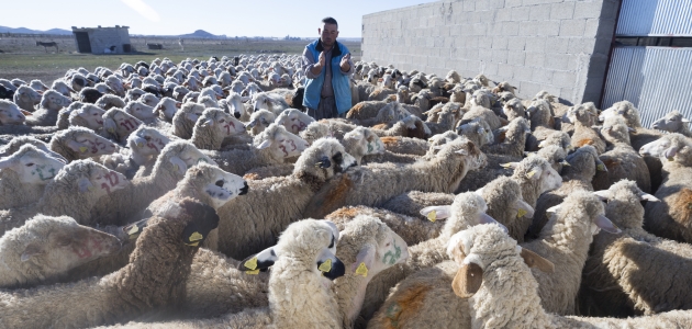 Konya’da meralar koyun sürüleriyle şenleniyor