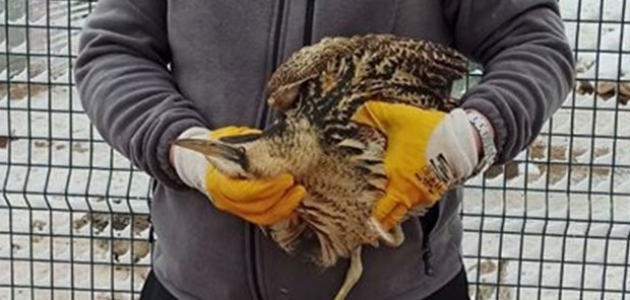 Konya’da yaralı bulunan balaban kuşu tedavi altına alındı