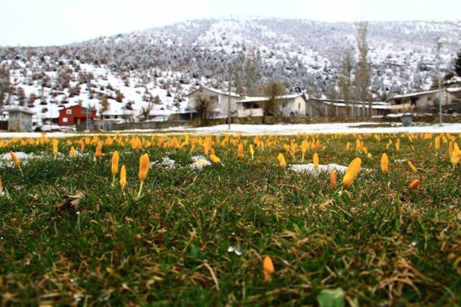 Bartlı Yaylası yaylasında çiğdemler