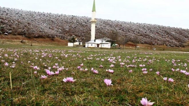 Bartlı Yaylası yaylasında çiğdemler