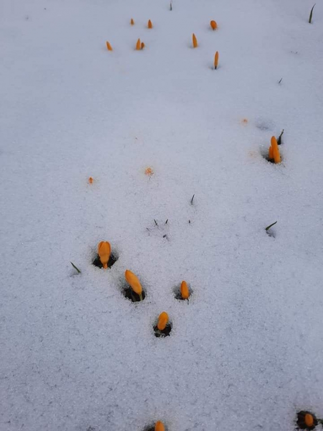 Bartlı Yaylası yaylasında çiğdemler