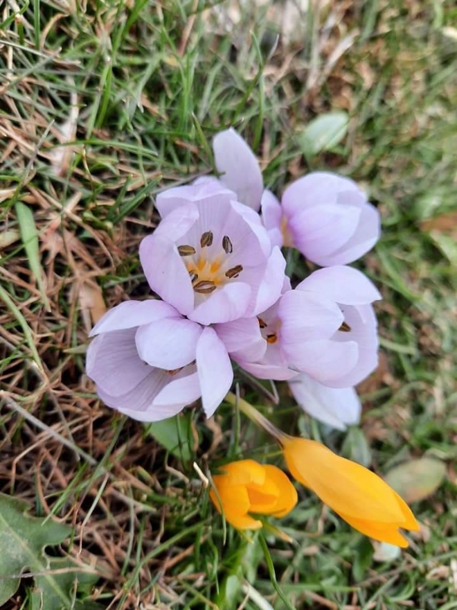 Bartlı Yaylası yaylasında çiğdemler