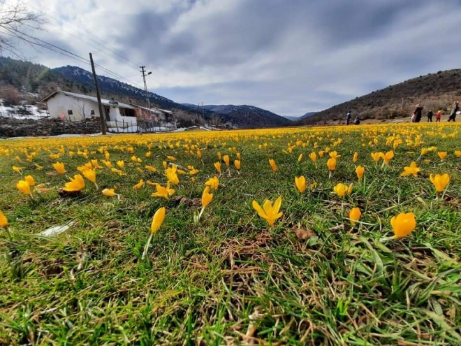 Bartlı Yaylası yaylasında çiğdemler