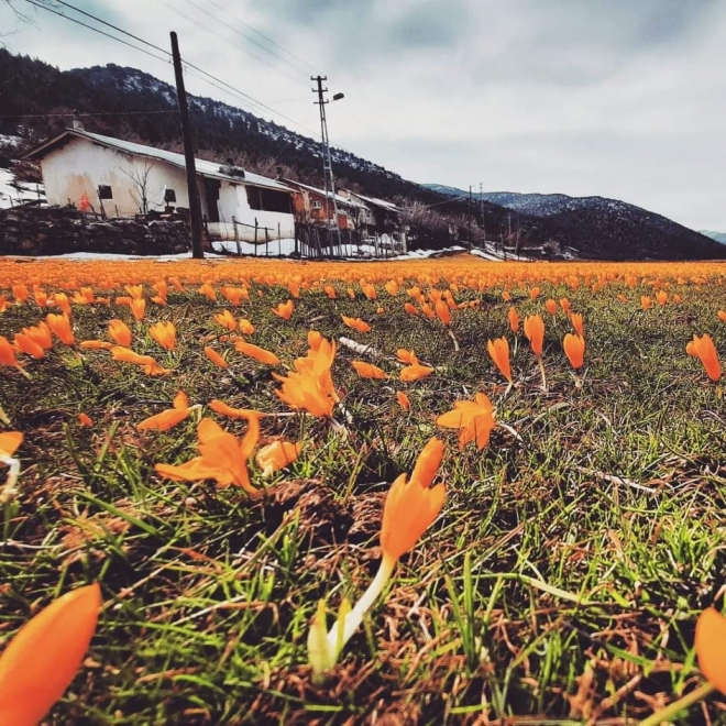 Bartlı Yaylası yaylasında çiğdemler