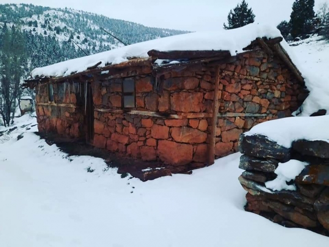 Bartlı Yaylası yaylasında çiğdemler