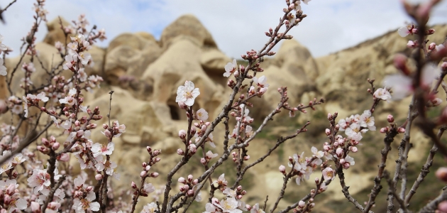 Çiçek açan kayısı ve badem ağaçları Kapadokya’ya renk kattı
