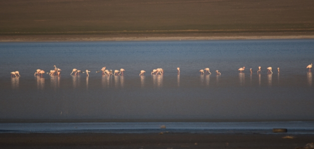Düden Gölü’nün misafirleri flamingolar geldi
