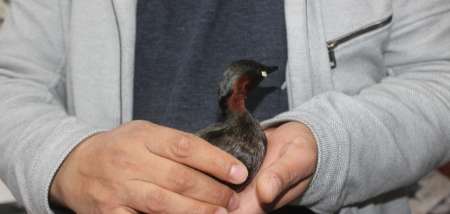 Karapınar’da bulunan yavru balıkçıl kuşu tedavi edilecek