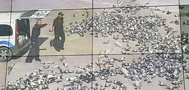 Konya’da aç kalan güvercinleri polis besledi