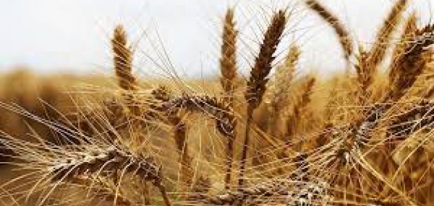 Buğday üretiminde artış bekleniyor