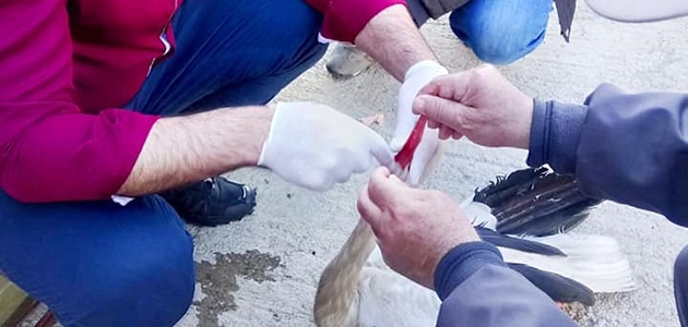Konya’da yaralı leylek tedavi altına alındı