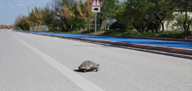 Dikkat! kaplumbağa çıkabilir