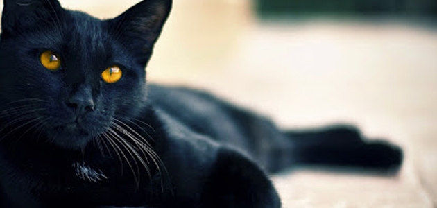 Vietnam’da siyah kedileri öldürüp “Kovid-19’a çare diye yiyorlar“ iddiası