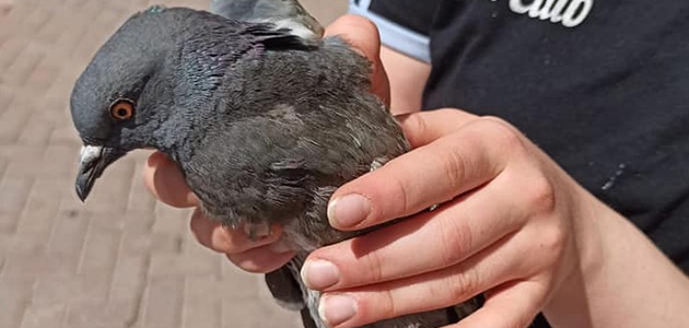 Yaralı yabani güvercin tedaviye alındı