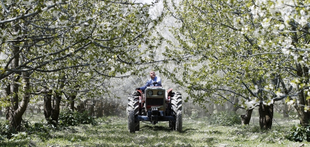 Akşehir kirazında rekolte beklentisi yüksek