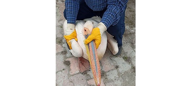 Elektrik tellerine çarpıp yaralanan pelikan tedavi altına alındı