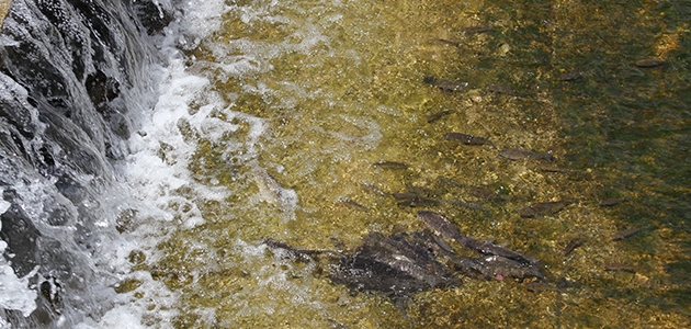 Beyşehir Gölü’nden kanala akan balıkların tersine yüzme çabası ilginç görüntü oluşturdu