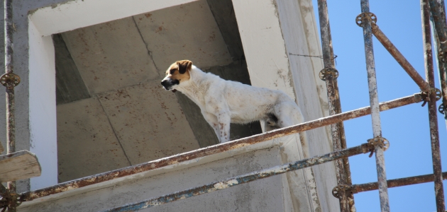 Konya’da inşaat halindeki binanın balkonuna çıkan köpeği indirmek için seferber oldular