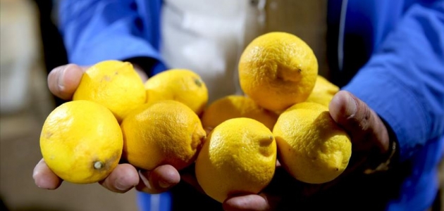Bakanlıktan 10 bin ton limon ihracatına izin