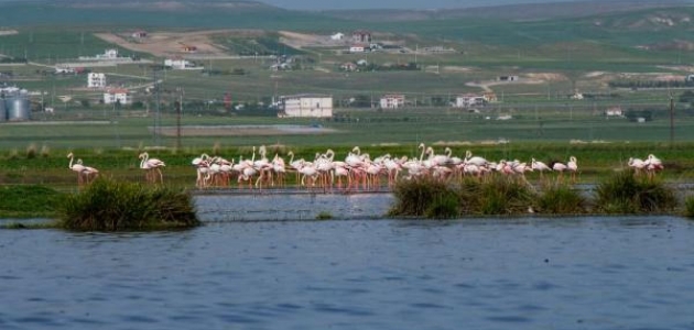 Flamingoların Tuz Gölü yolculuğu görüntülendi