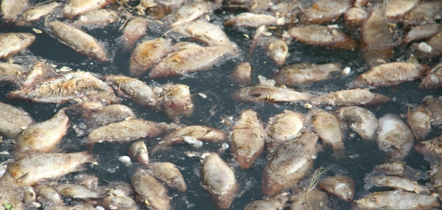 Beyşehir’de tedirgin eden toplu balık ölümleri