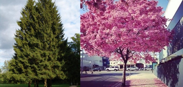 Hayatı simgeleyen iki ağaç: çam ve sakura