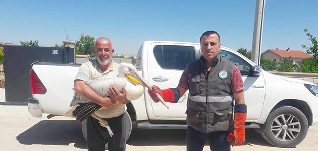 Konya’da yaralı halde bulunan pelikan koruma altına alındı