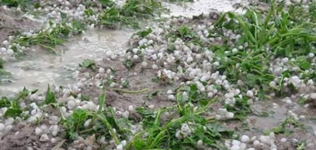 Karapınar’da etkili olan dolu yağışı, ekili alanlarda zarara yol açtı
