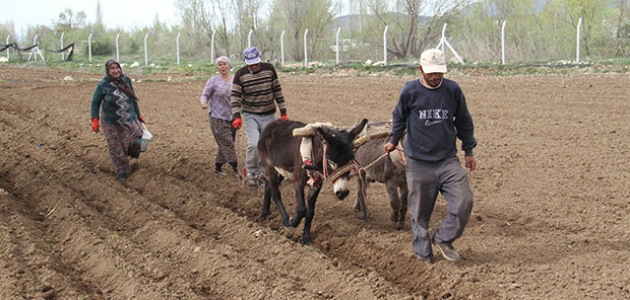 Konya’da eşeklerle tarım günümüzde de revaçta