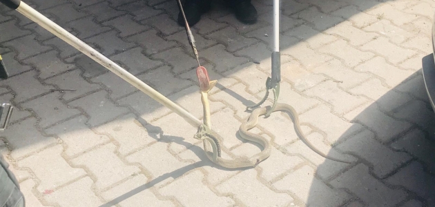 Akşehir’de otomobilin motorundan yılan çıktı