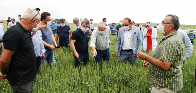 Milli ve yerli buğday tohumu çeşidi çiftçiyle buluştu