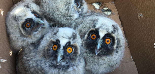 Anneleri ölünce mahsur kalan yavru baykuşlar kurtarıldı