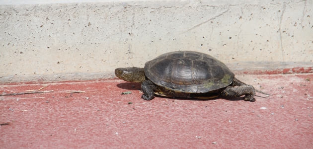 “Beton set“ engelinden göle geçemeyen kaplumbağalara vatandaşlar yardım ediyor