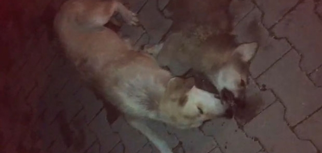 Anne köpek, biri yaralı diğeri ölü iki yavrusunun başından ayrılmadı