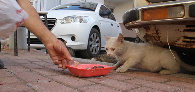Sokak kedileri, her gün mobilya ustasının aracını gözlüyor
