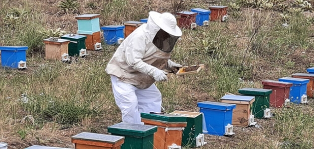 Kırıkkale’de yetiştirilen ana arılar ülke geneline satılabilecek