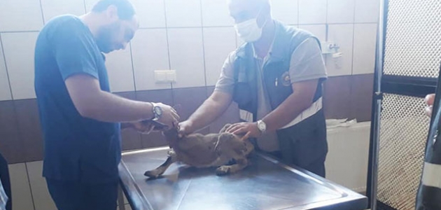 Konya’da bitkin halde bulunan yavru yaban keçisi tedavi altına alındı