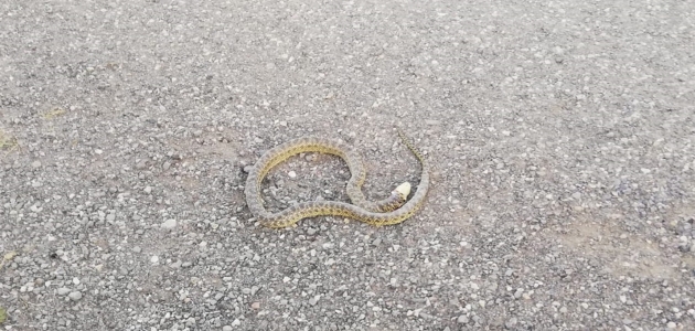 Kulu’da otomobile giren yılanı itfaiye ekipleri çıkardı