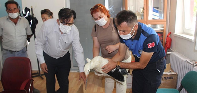 Seydişehir’de yaralı leyleğe zabıta ekipleri sahip çıktı