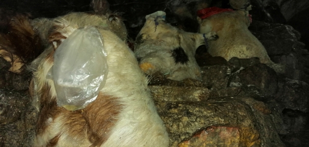Konya’nın meşhur Kembos peyniri mağarada olgunlaşıyor