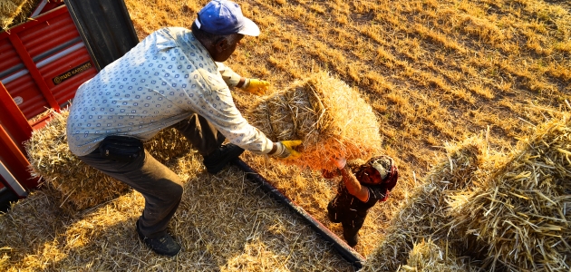 Konya Ovası’nda balya işçilerinin zorlu ekmek mücadelesi