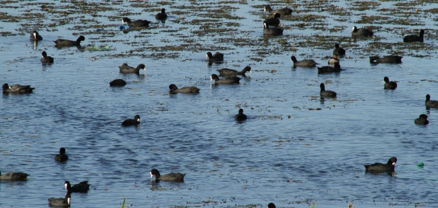 Sığlaşan göl kıyılarına balıkçıl kuşlar akın etti