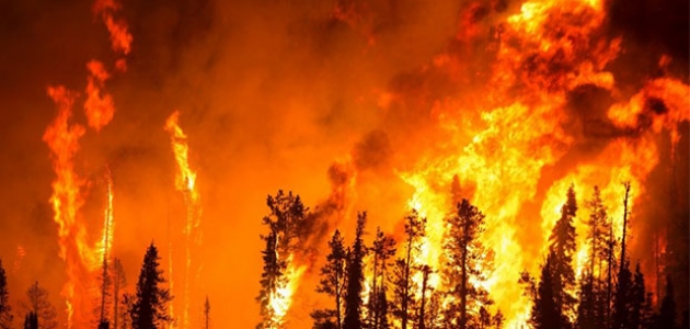 Orman yangınlarında 4 bin 298 hektar alan zarar gördü