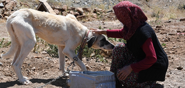 Konya’da 4 bin 241 sokak köpeği gönüllü olarak sahiplendirildi