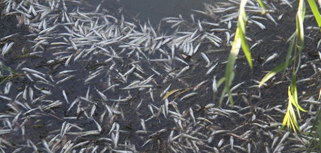 Beyşehir Gölü’ne dökülen çayda toplu balık ölümleri