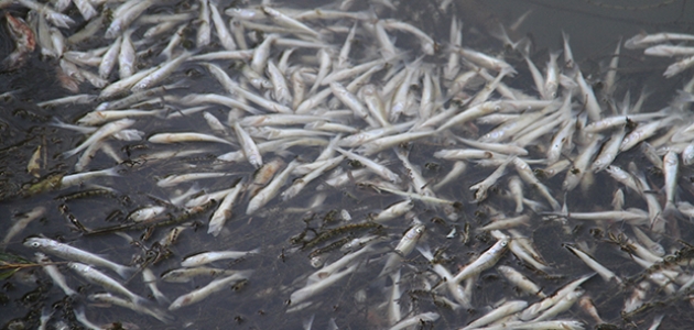 Beyşehir Gölü’ne dökülen çaydaki balıkların toplu ölüm nedeni belli oldu