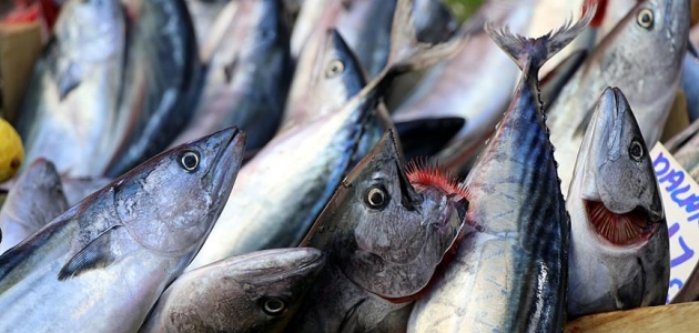 “Denizin kırmızı etli balığı“ palamut 10 liradan tezgahlarda
