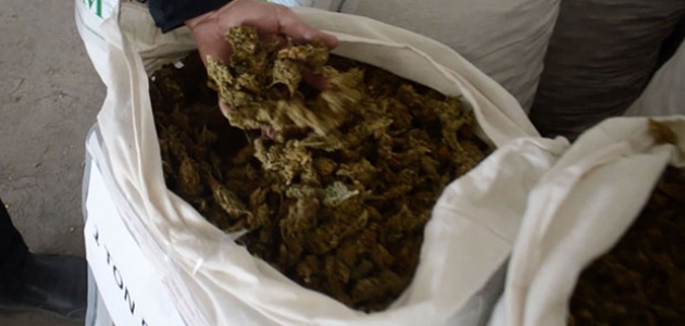 Samsun’da 5 kilo 700 gram esrar ele geçirildi