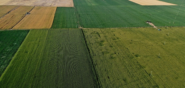 Konya Kapalı Havzası’nda 3 milyon ton mısır rekoltesi bekleniyor